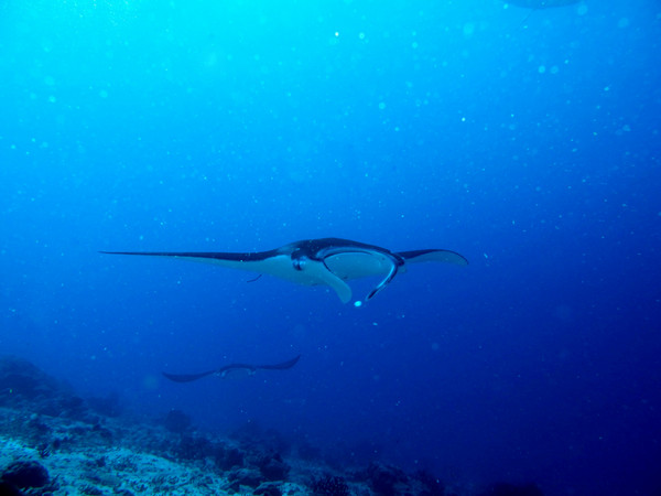 马尔代夫自助游图片