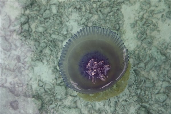 马尔代夫景点图片