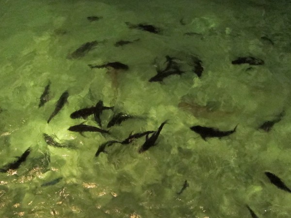 马尔代夫景点图片