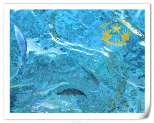 马尔代夫自助游图片 马尔代夫自助游图片