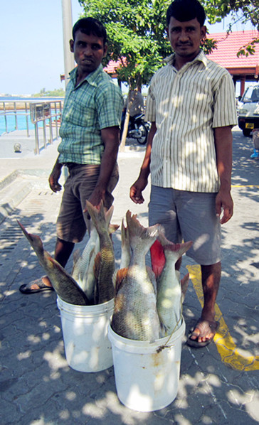 马尔代夫景点图片