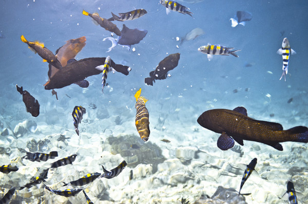 马尔代夫旅游攻略图片