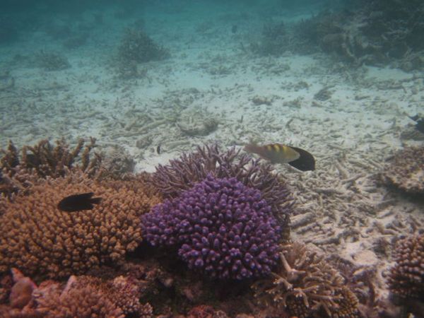 马尔代夫自助游图片 马尔代夫自助游图片