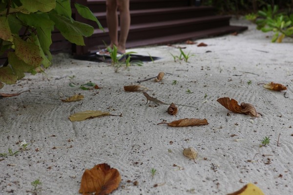 马尔代夫旅游攻略图片