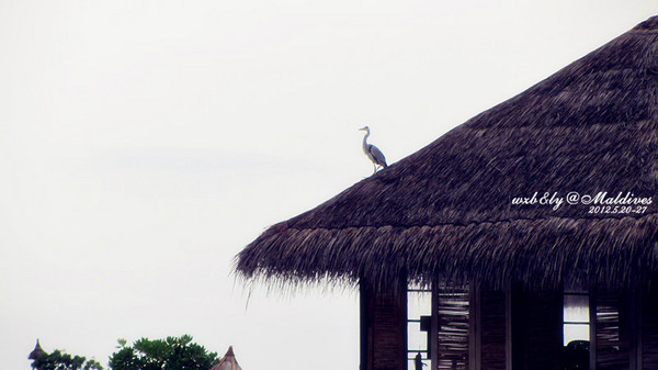 迪拜图片 迪拜图片