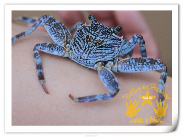 马尔代夫自助游图片 马尔代夫自助游图片