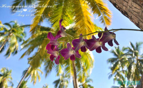 成都出发马尔代夫Anantara Kihava villas+新加坡2012.5月,马尔代夫游记，海岸线假期