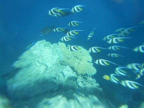 马尔代夫自助游图片