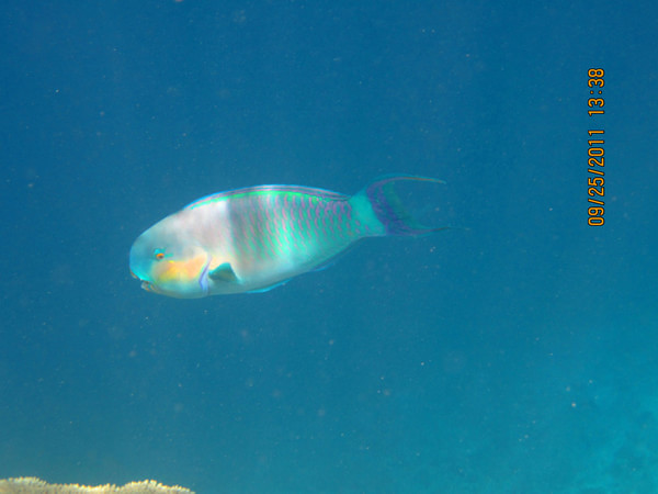 马尔代夫景点图片