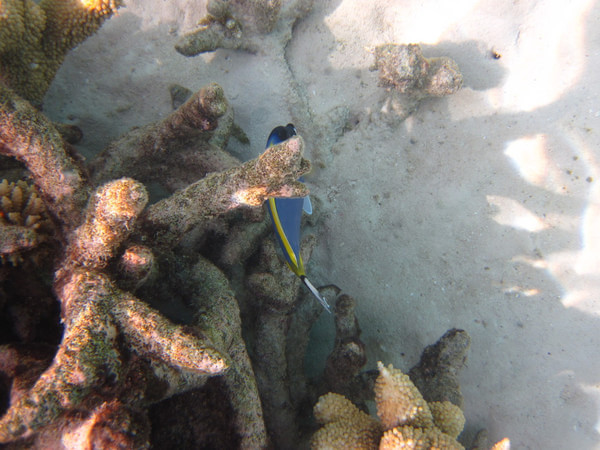 马尔代夫自助游图片 马尔代夫自助游图片