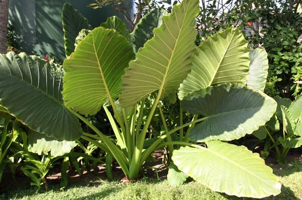 马尔代夫景点图片