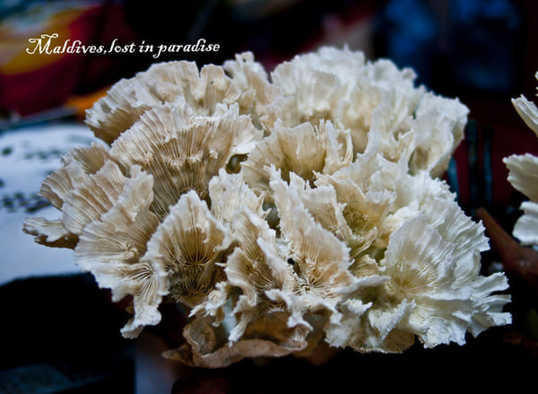 马尔代夫景点图片