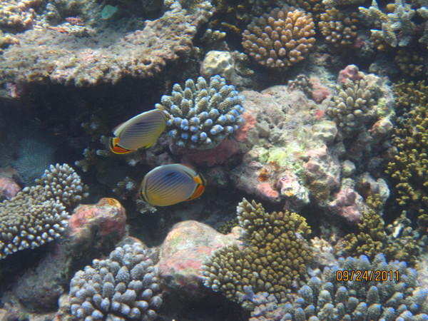 马尔代夫自助游图片