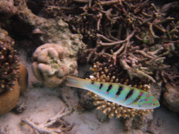 马尔代夫旅游攻略图片 马尔代夫旅游攻略图片