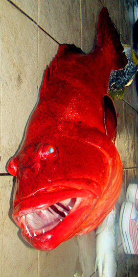 马尔代夫景点图片