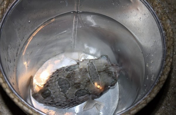 马尔代夫自助游图片