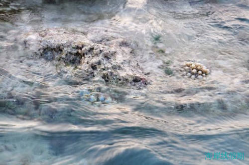 2011年7月 马尔代夫之constance halaveli,马尔代夫游记，海岸线假期