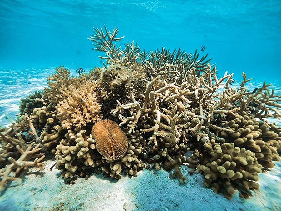 艾美酒店 Le Meridien Maldives Resort & Spa, 娱乐活动(海岛maldives)介绍,网球及高尔夫