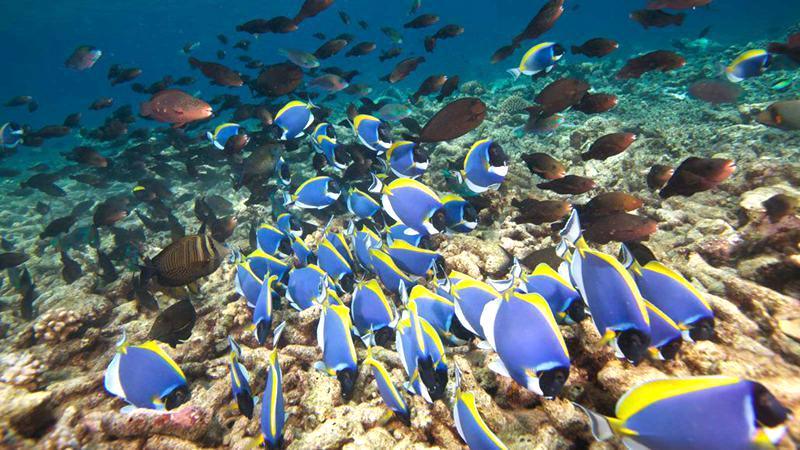 芙拉瓦丽岛 Hurawalhi Maldives, 娱乐活动（海岛maldives）介绍,网球及高尔夫