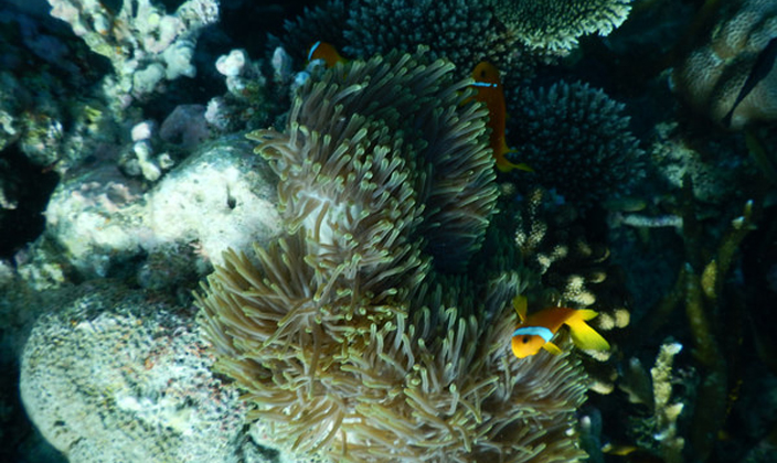 娱乐活动（马尔代夫）介绍，薇拉瓦鲁岛|AV岛|海龟岛 Angsana velavaru,儿童乐园&结婚照&浮潜&健身房