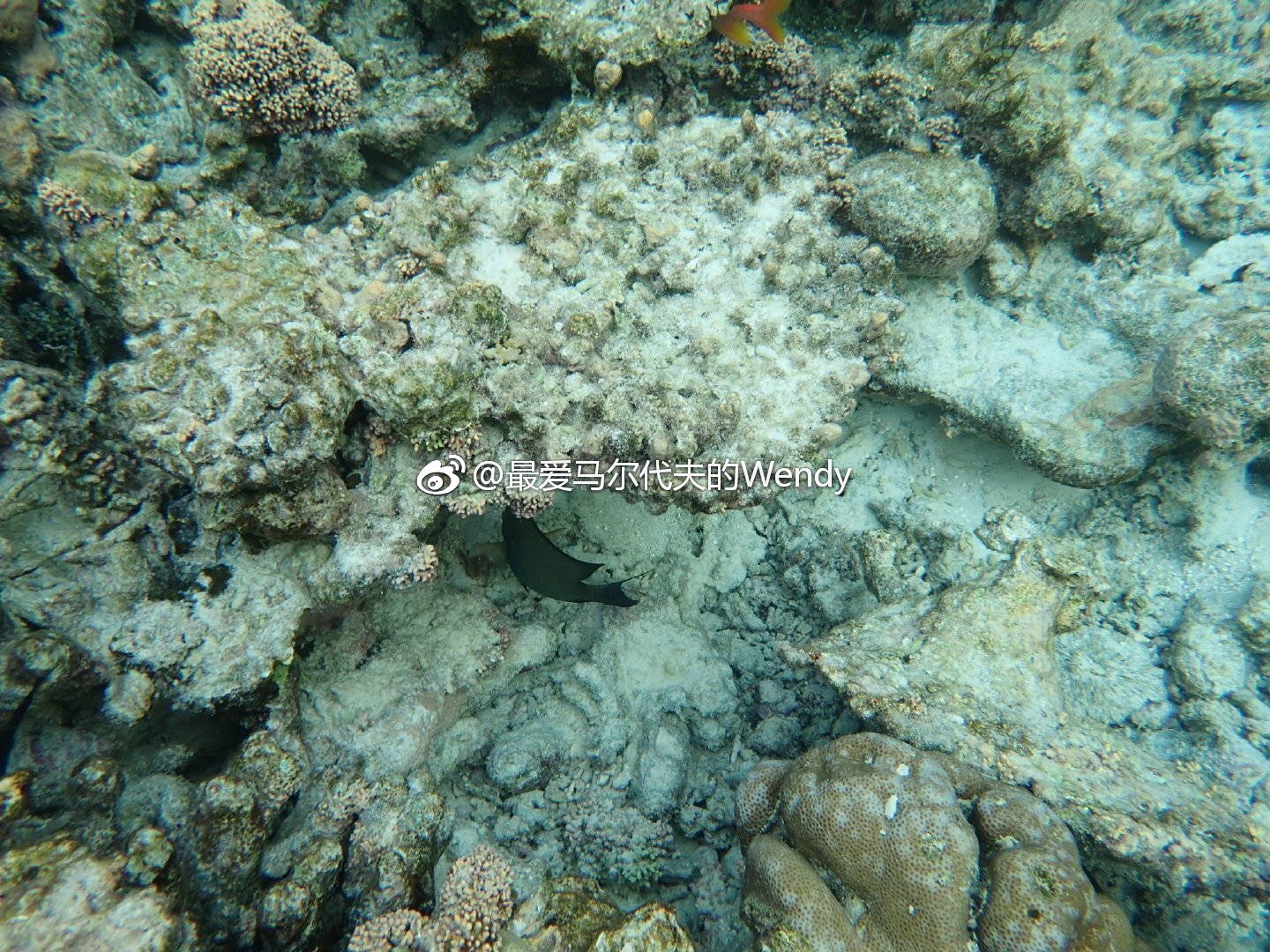 maldives攻略, 马尔代夫瑞吉和娇丽,你更喜欢哪个? -马尔代夫攻略-一级代理-海岸线假期官网