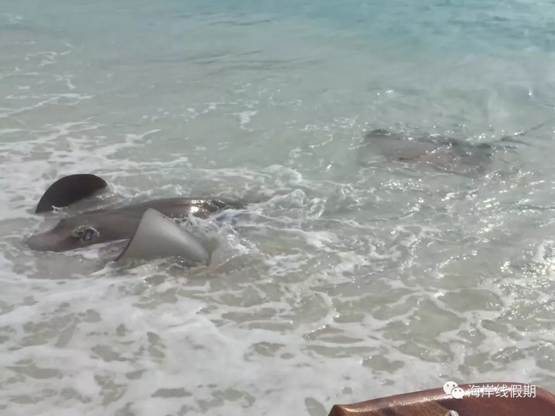 maldives攻略, 【原创】总结马尔代夫有哪些可以喂魔鬼鱼的岛屿 -马尔代夫攻略-一级代理-海岸线假期官网