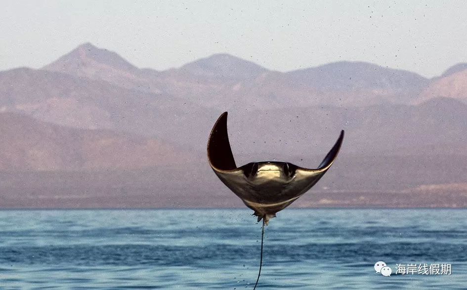 maldives攻略, 【原创】总结马尔代夫有哪些可以喂魔鬼鱼的岛屿 -马尔代夫攻略-一级代理-海岸线假期官网