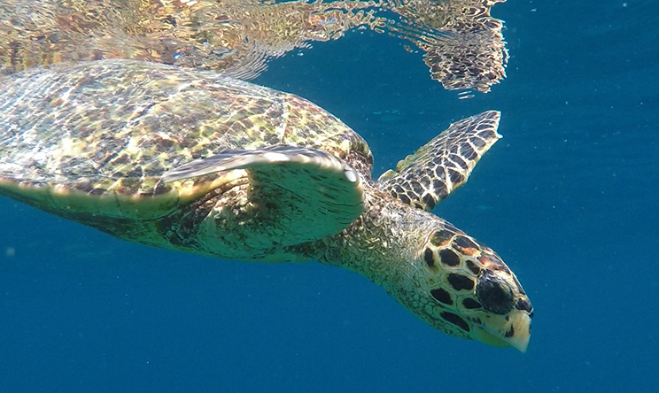 娱乐活动（马尔代夫）介绍，瑞提法鲁岛 Reethi Faru Resort,儿童乐园&结婚照&浮潜&健身房