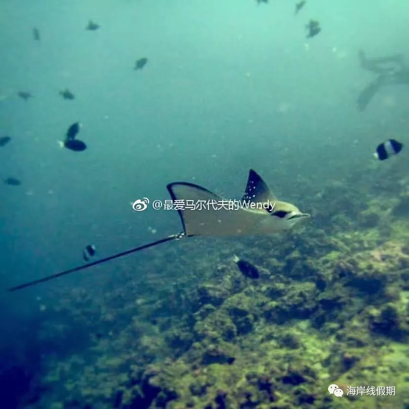 maldives攻略, 【原创】总结马尔代夫有哪些可以喂魔鬼鱼的岛屿 -马尔代夫攻略-一级代理-海岸线假期官网