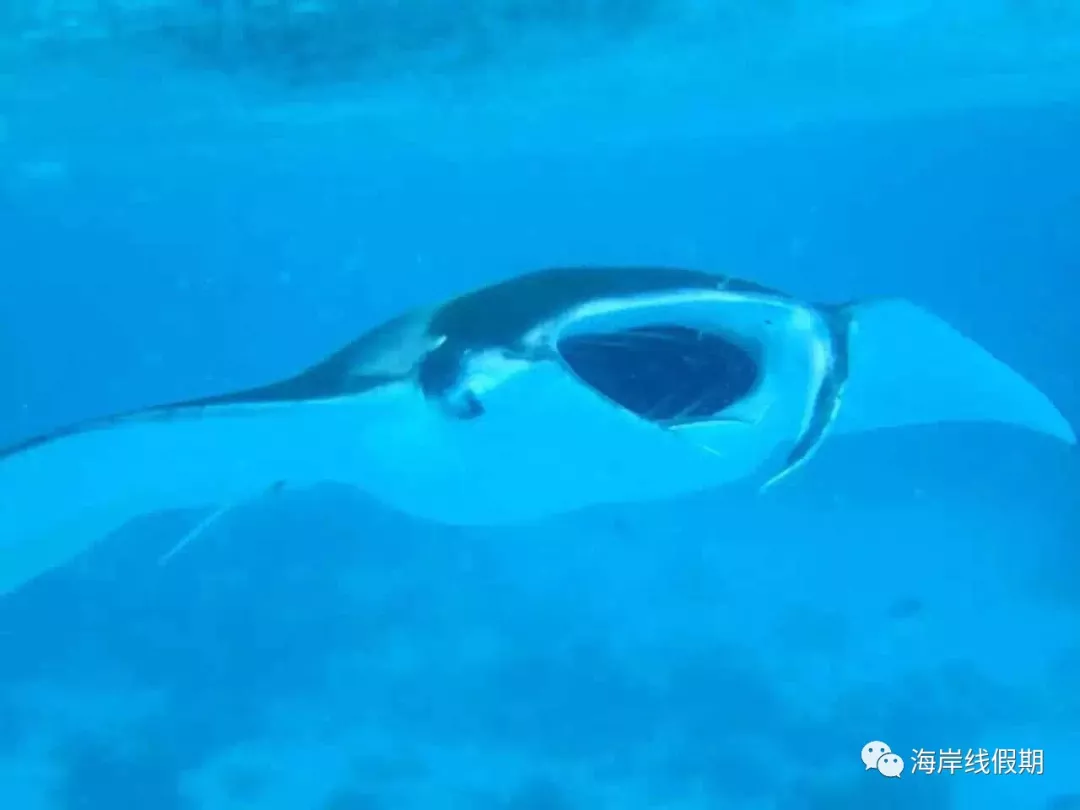 maldives攻略, 【原创】总结马尔代夫有哪些可以喂魔鬼鱼的岛屿 -马尔代夫攻略-一级代理-海岸线假期官网