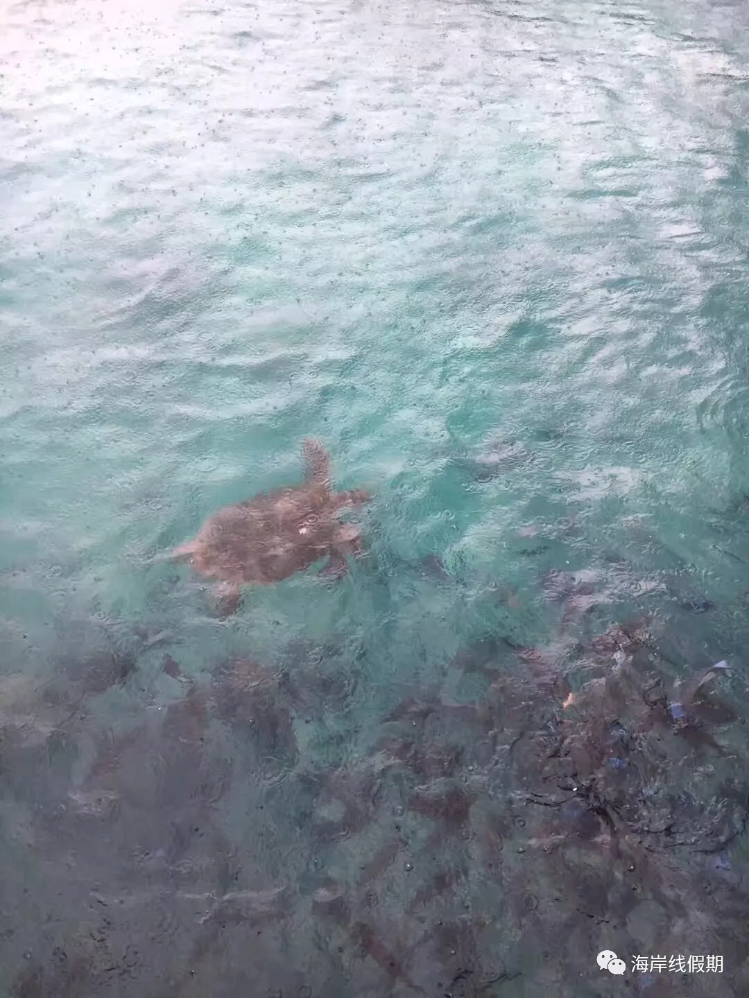 maldives攻略, 【原创】总结马尔代夫有哪些可以喂魔鬼鱼的岛屿 -马尔代夫攻略-一级代理-海岸线假期官网