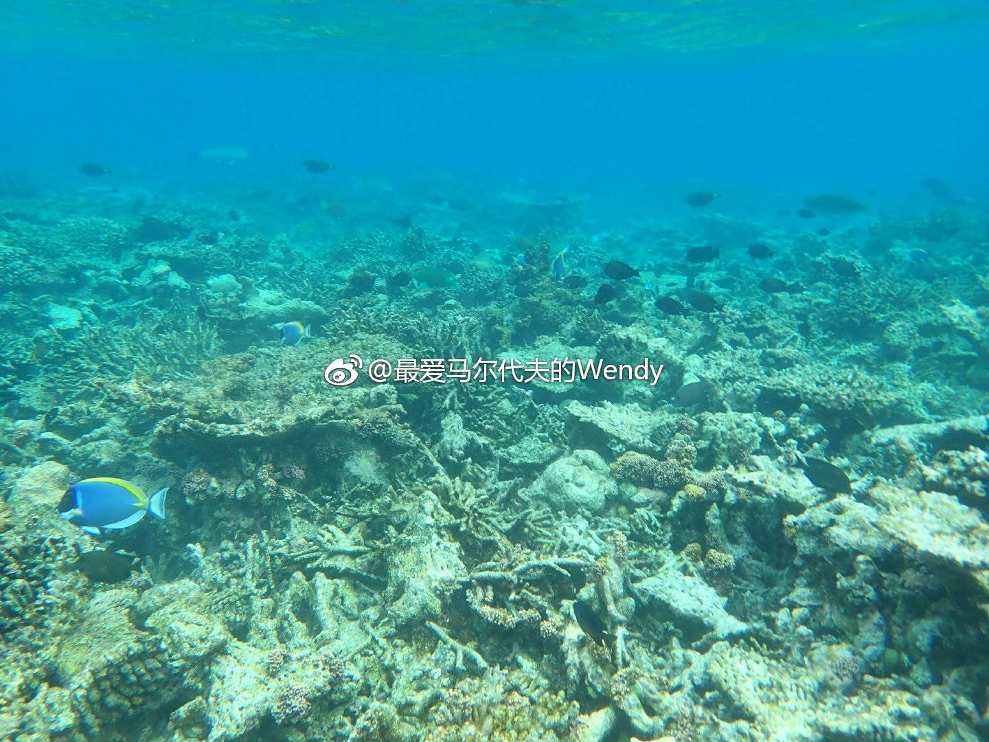 maldives攻略, 马尔代夫瑞吉和娇丽,你更喜欢哪个? -马尔代夫攻略-一级代理-海岸线假期官网