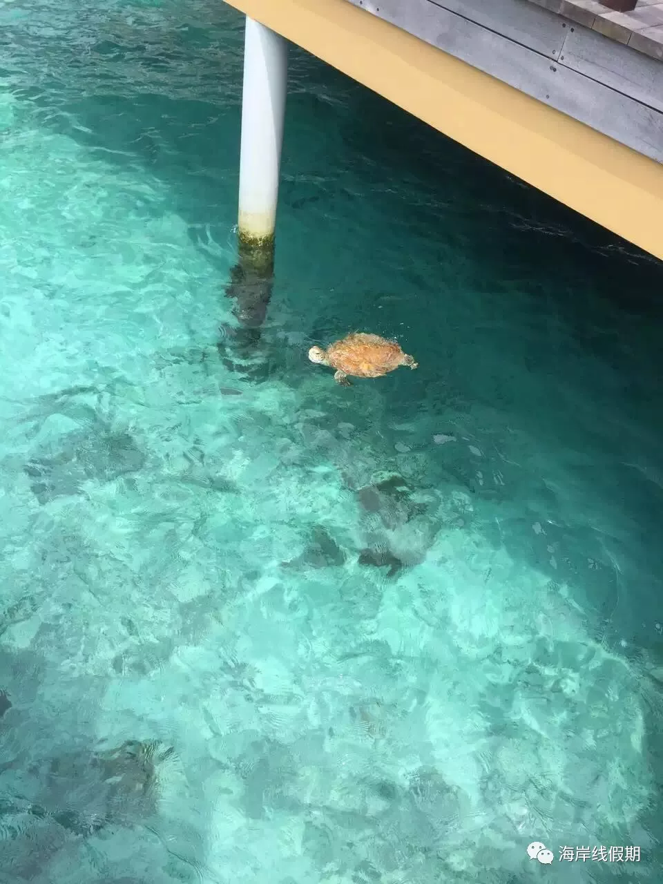 maldives攻略, 【原创】总结马尔代夫有哪些可以喂魔鬼鱼的岛屿 -马尔代夫攻略-一级代理-海岸线假期官网