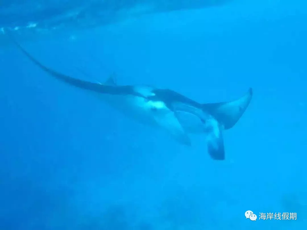 maldives攻略, 【原创】总结马尔代夫有哪些可以喂魔鬼鱼的岛屿 -马尔代夫攻略-一级代理-海岸线假期官网