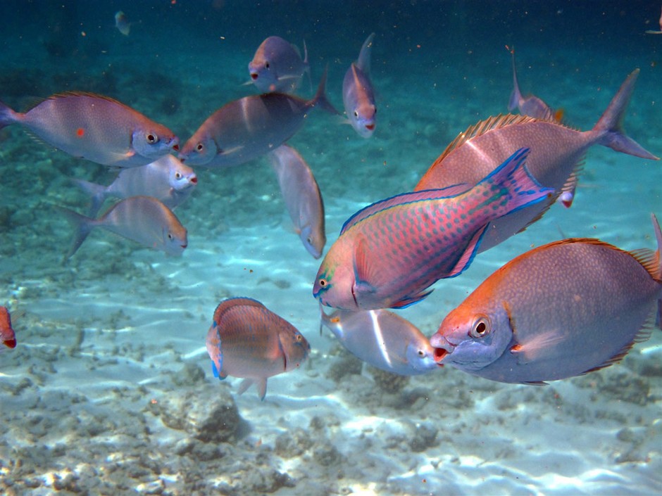 娱乐活动（马尔代夫）介绍，钻石阿莎格岛 Diamonds Athuruga,儿童乐园&结婚照&浮潜&健身房