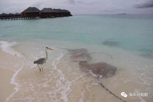maldives攻略, 【原创】总结马尔代夫有哪些可以喂魔鬼鱼的岛屿 -马尔代夫攻略-一级代理-海岸线假期官网