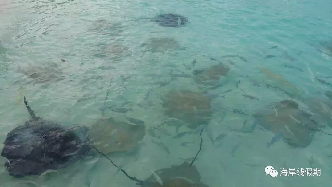 maldives攻略, 【原创】总结马尔代夫有哪些可以喂魔鬼鱼的岛屿 -马尔代夫攻略-一级代理-海岸线假期官网