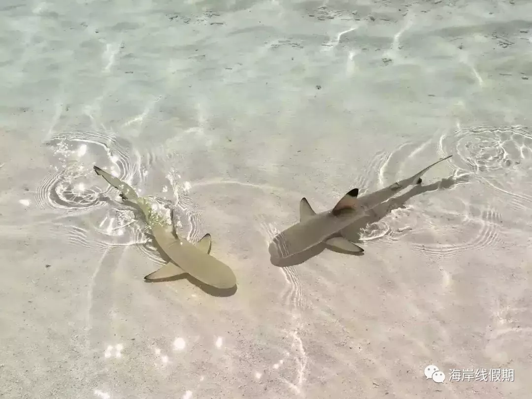 maldives攻略, 【原创】总结马尔代夫有哪些可以喂魔鬼鱼的岛屿 -马尔代夫攻略-一级代理-海岸线假期官网