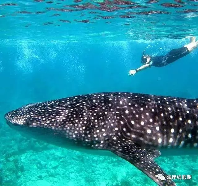 maldives攻略,  马尔代夫打开方式—在马代怎么玩|娱乐、水上活动、运动、刺激 -马尔代夫攻略-一级代理-海岸线假期官网