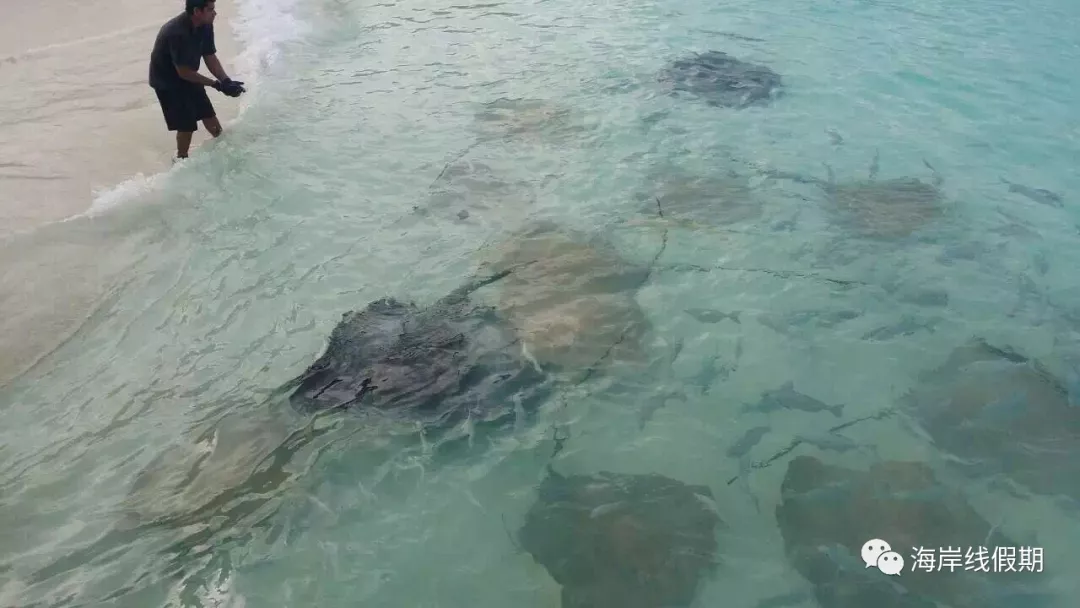 maldives攻略, 【原创】总结马尔代夫有哪些可以喂魔鬼鱼的岛屿 -马尔代夫攻略-一级代理-海岸线假期官网