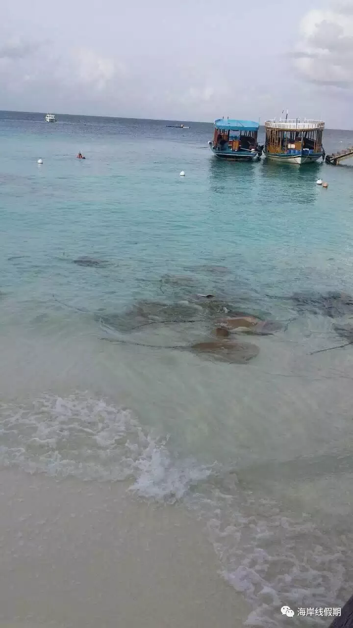 maldives攻略, 【原创】总结马尔代夫有哪些可以喂魔鬼鱼的岛屿 -马尔代夫攻略-一级代理-海岸线假期官网