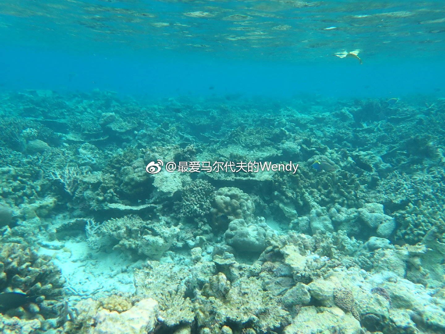 maldives攻略, 马尔代夫瑞吉和娇丽,你更喜欢哪个? -马尔代夫攻略-一级代理-海岸线假期官网