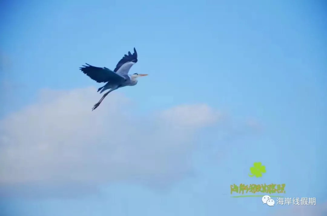 maldives攻略, 【原创】总结马尔代夫有哪些可以喂魔鬼鱼的岛屿 -马尔代夫攻略-一级代理-海岸线假期官网