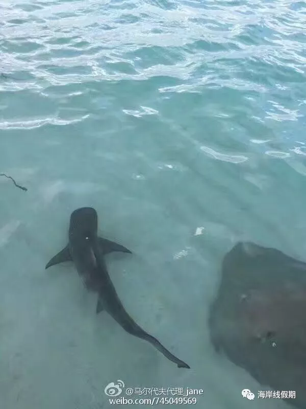 maldives攻略, 【原创】总结马尔代夫有哪些可以喂魔鬼鱼的岛屿 -马尔代夫攻略-一级代理-海岸线假期官网