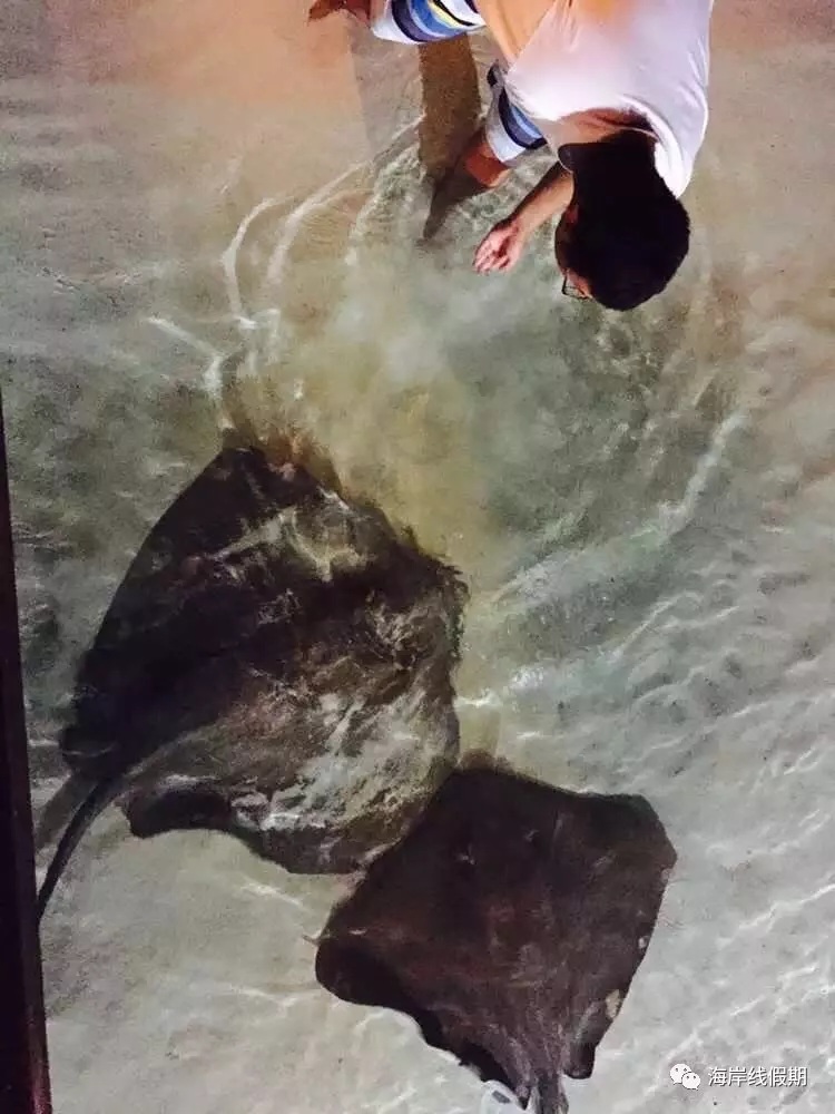 maldives攻略, 【原创】总结马尔代夫有哪些可以喂魔鬼鱼的岛屿 -马尔代夫攻略-一级代理-海岸线假期官网