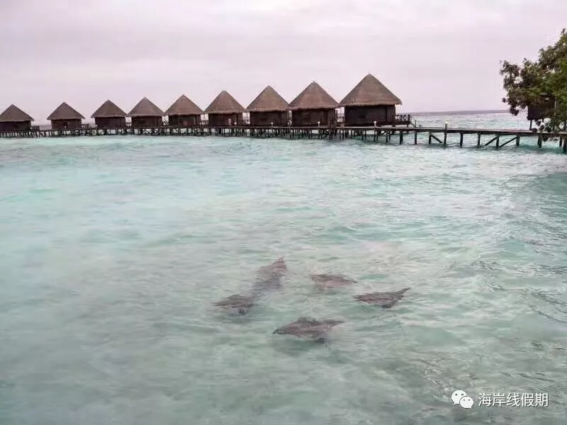 maldives攻略, 【原创】总结马尔代夫有哪些可以喂魔鬼鱼的岛屿 -马尔代夫攻略-一级代理-海岸线假期官网