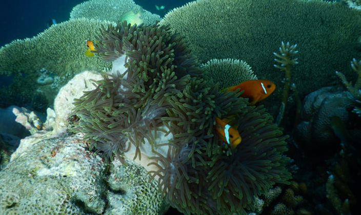 薇拉瓦鲁岛|AV岛|海龟岛 Angsana velavaru, 娱乐活动（海岛maldives）介绍,网球及高尔夫