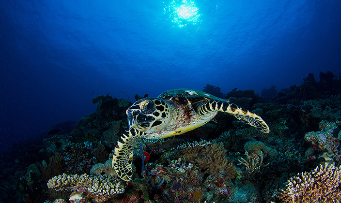 瓦卡鲁|瓦卡库岛|小白马 Vakkaru Maldives, 娱乐活动（海岛maldives）介绍,网球及高尔夫