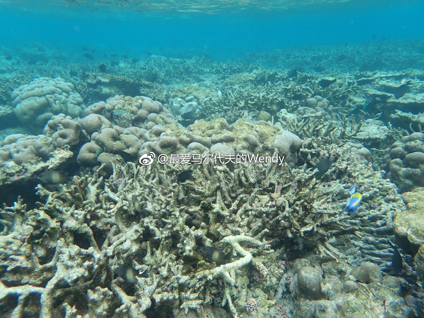 maldives攻略, 马尔代夫瑞吉和娇丽,你更喜欢哪个? -马尔代夫攻略-一级代理-海岸线假期官网