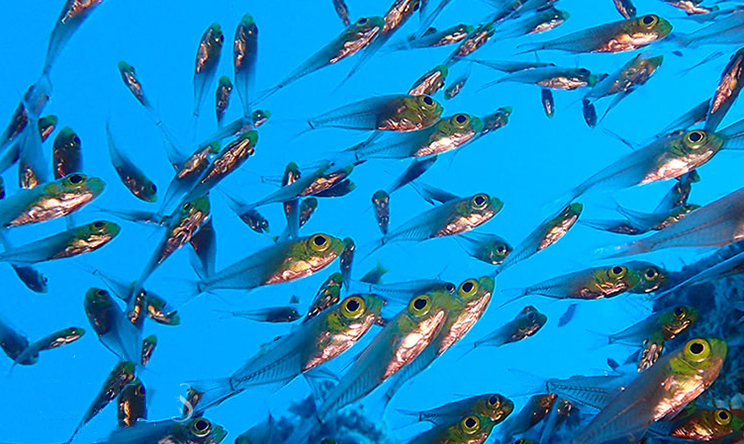 娱乐活动(马尔代夫)介绍,鹦鹉螺岛 The Nautilus Maldives,儿童乐园&结婚照&浮潜&健身房
